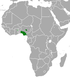 Nigerian shrew